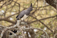 Ol Pajeta Safari Cottages